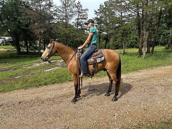 bright-eyes-missouri-fox-trotter-horse