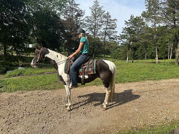 nice-mare-missouri-fox-trotter-horse