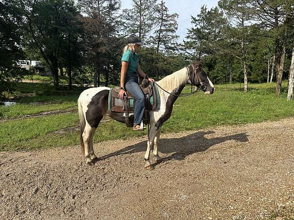 panda-missouri-fox-trotter-horse