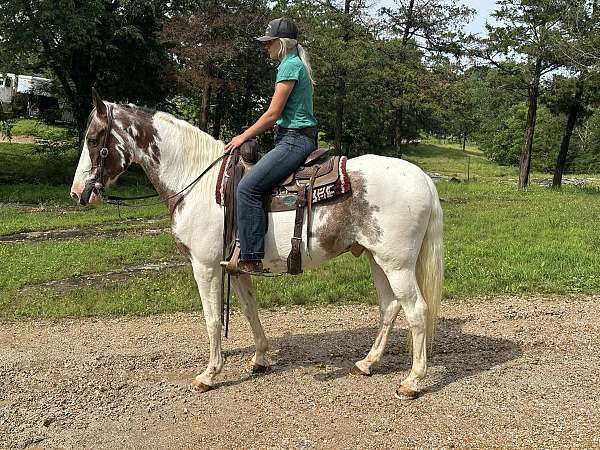 any-size-rider-missouri-fox-trotter-horse