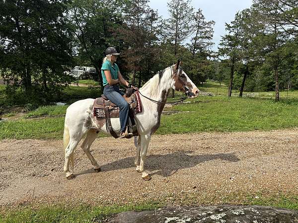 gentle-fox-trotter-horse