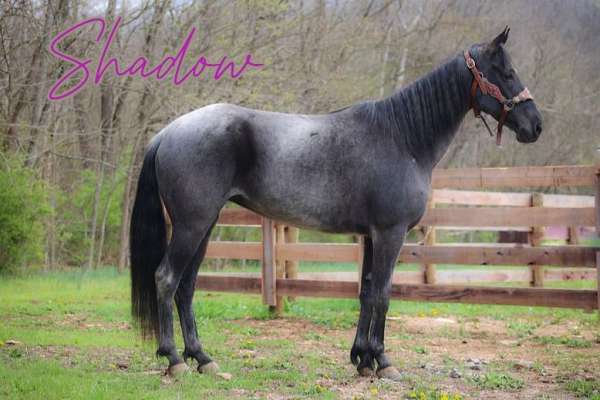 endurance-kentucky-mountain-horse