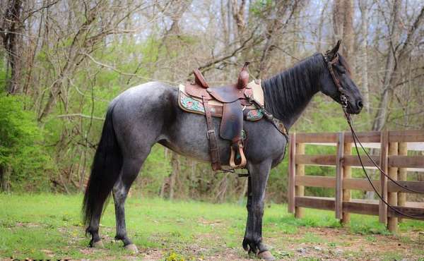 gaited-kentucky-mountain-horse