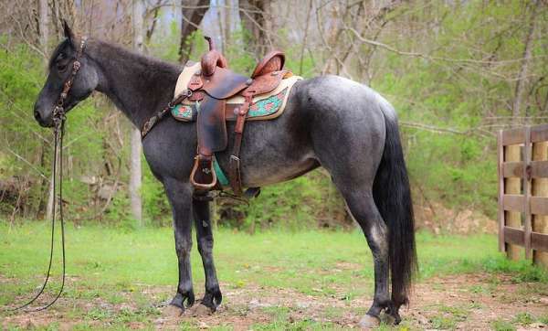 kid-safe-kentucky-mountain-horse