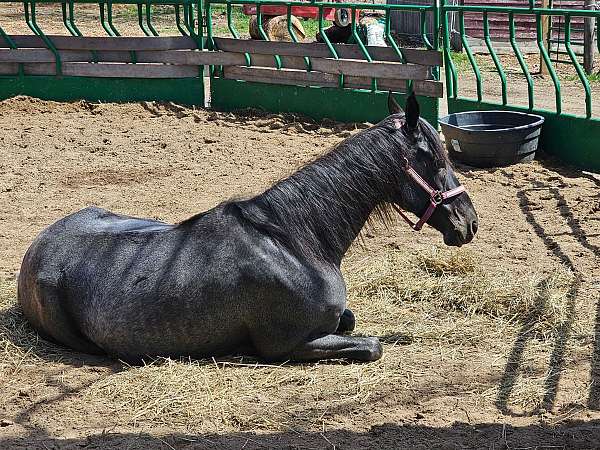 trail-kentucky-mountain-horse
