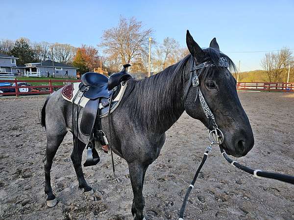 trail-riding-kentucky-mountain-horse