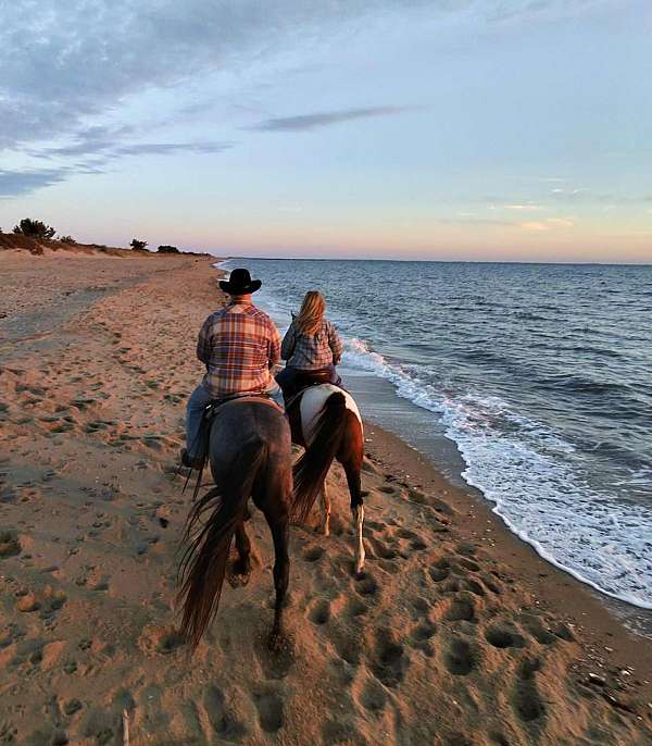 trained-kentucky-mountain-horse