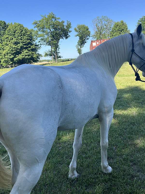 roan-blue-white-spotted-horse