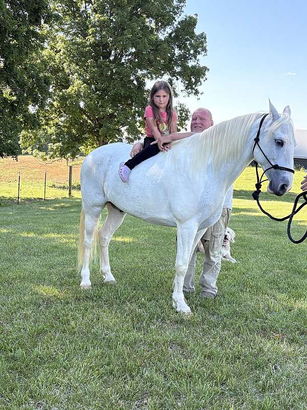 blue-white-spotted-horse