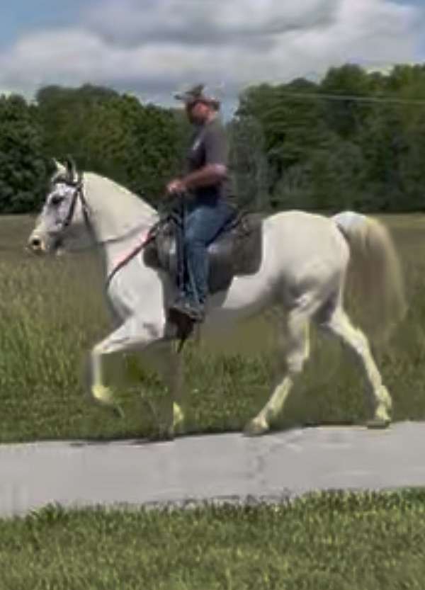 all-around-kentucky-mountain-horse