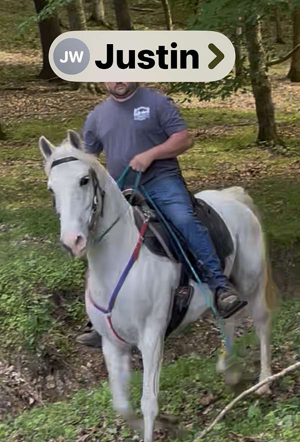 athletic-kentucky-mountain-horse