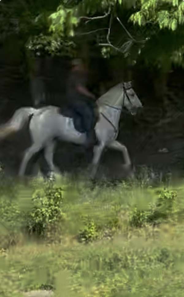 experienced-kentucky-mountain-horse