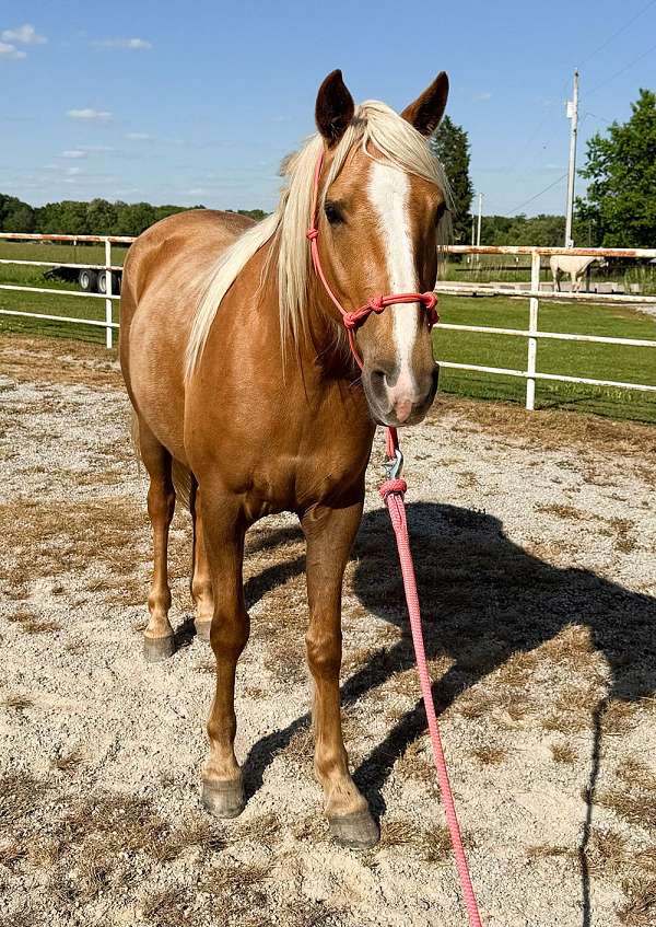 all-around-draft-horse