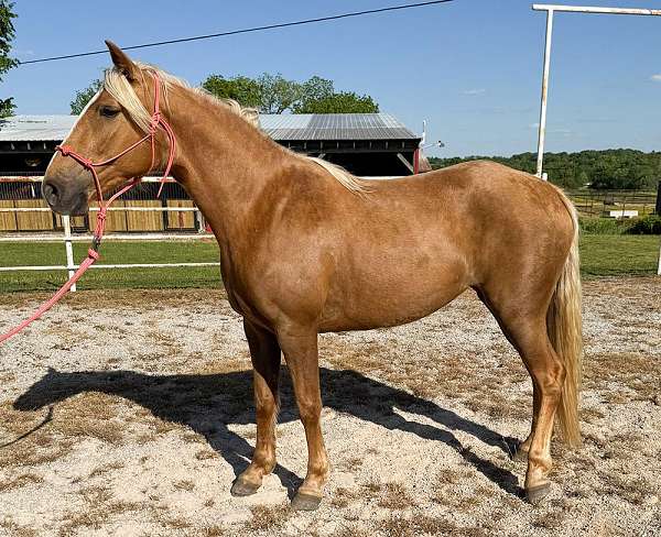 dun-it-draft-horse