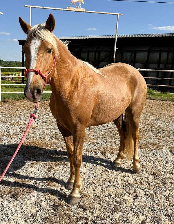 red-dun-star-horse