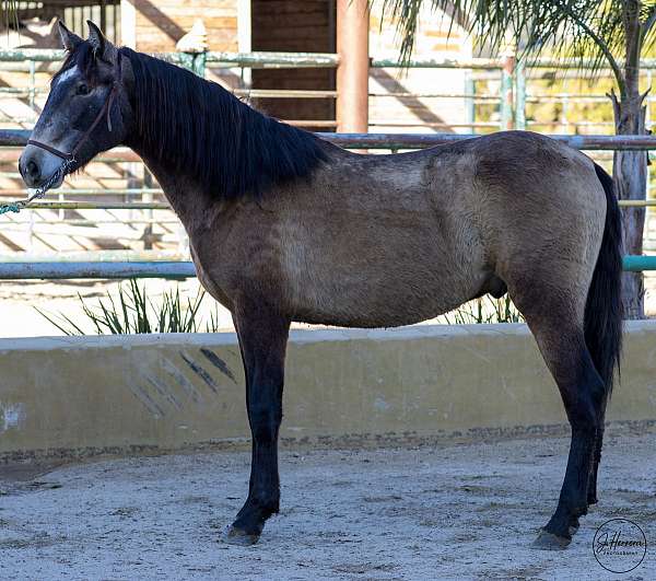 gullo-andalusian-horse