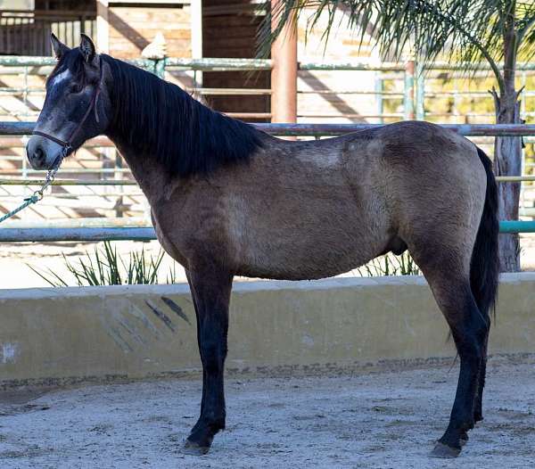 gullo-horse