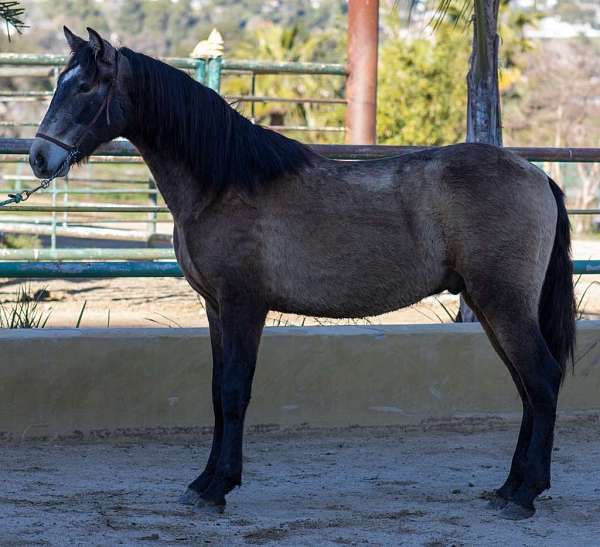 gullo-colt