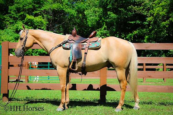 all-around-quarter-horse