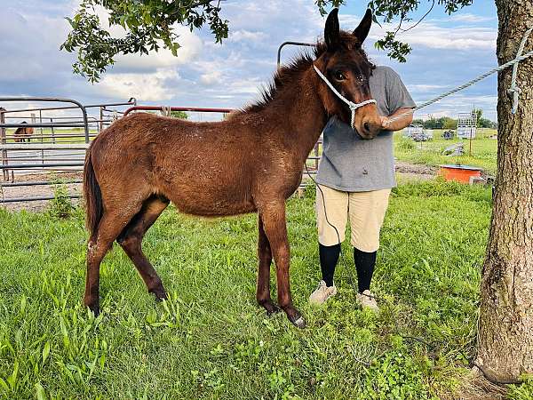 roan-mule-colt-mare