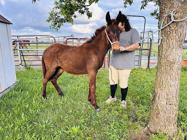 bay-roan-twhbea-colt-mare
