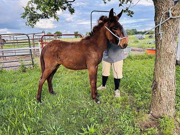 bay-roan-mule-colt-mare