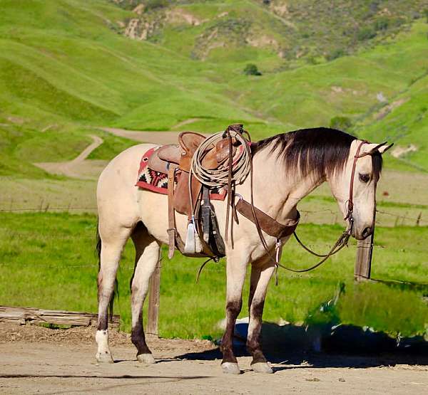 all-around-beginner-quarter-horse