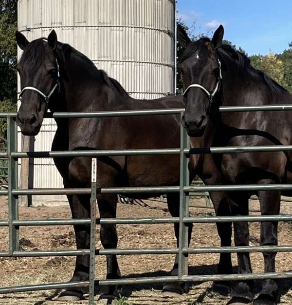 driving-percheron-horse