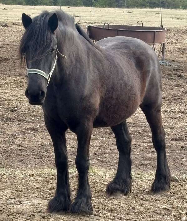 black-percheron-mare