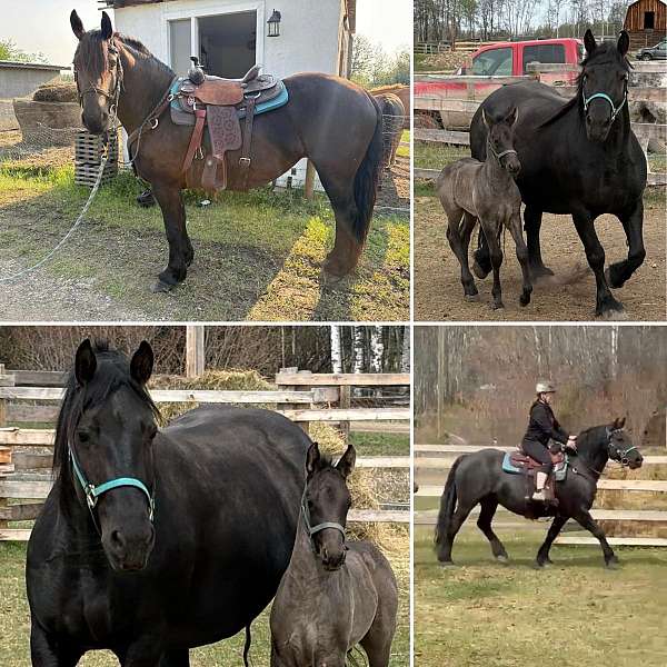 friesian-percheron-colt-mare
