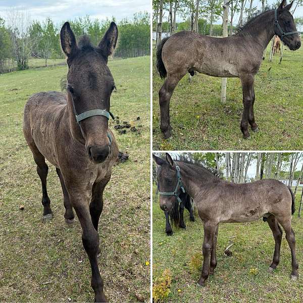 black-friesian-mare