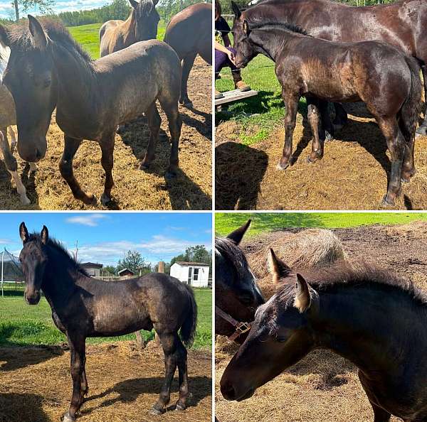 appy-friesian-horse