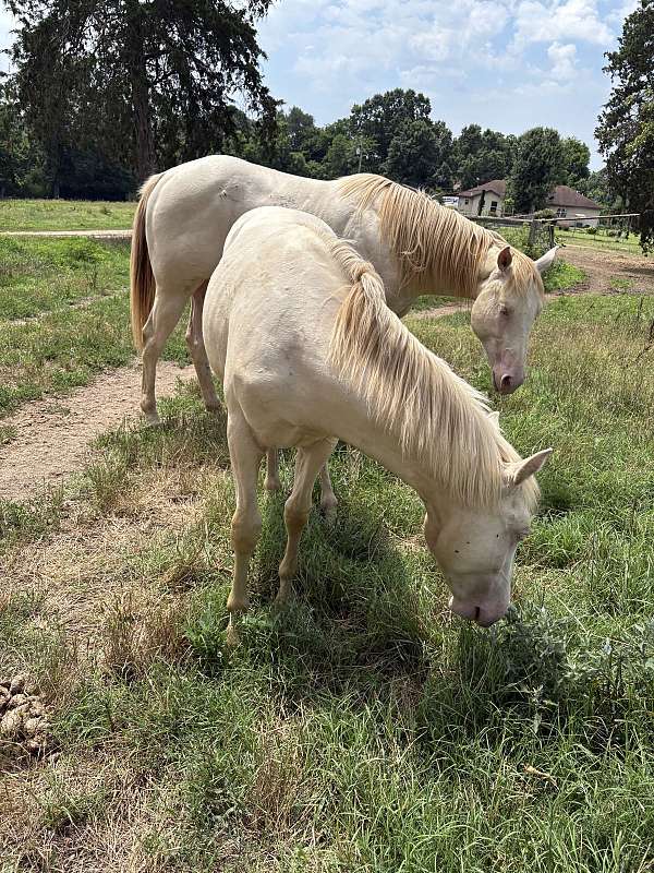 athletic-quarter-horse