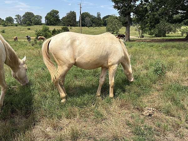 calf-roping-quarter-horse