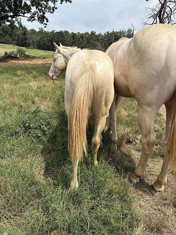 cowboy-mounted-shooting-quarter-horse