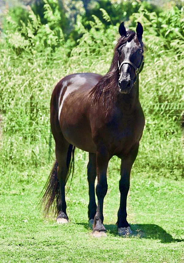 can-go-any-direction-friesian-horse