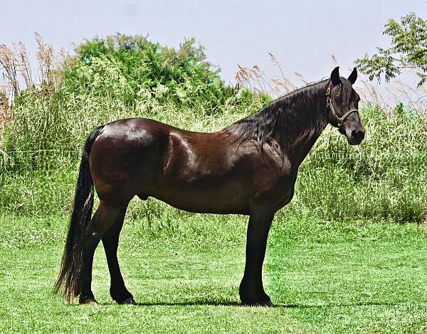 great-size-friesian-horse