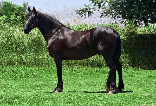 horse-camping-friesian