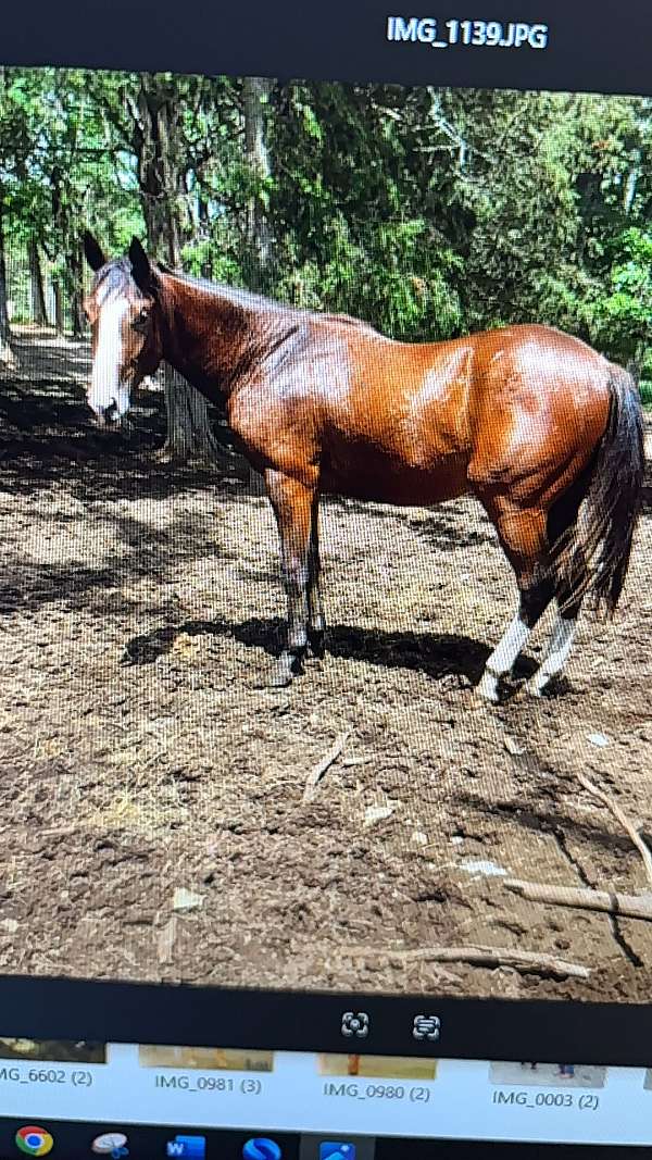 blaze-2-whites-horse