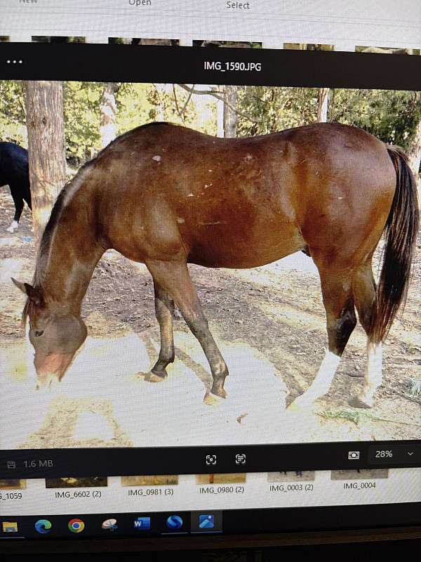 bay-blaze-2-whites-horse