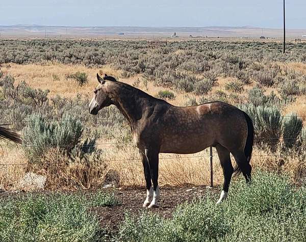 strip-snip-socks-on-all-feet-horse