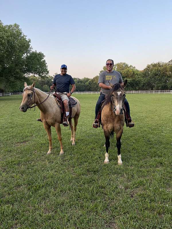 buckskin-dorsal-stripe-horse