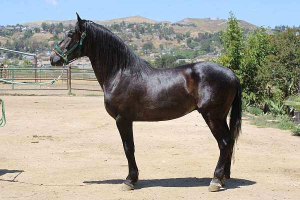 caballos-andalusian-horse