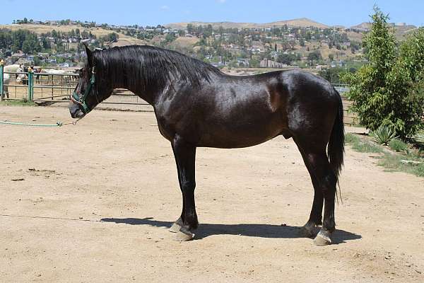 caballo-andalusian-horse