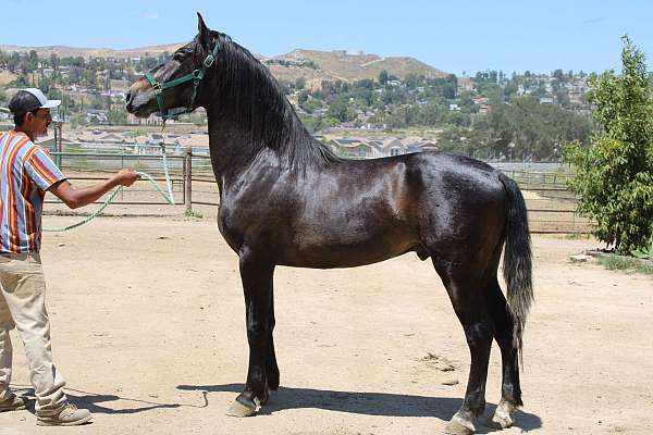 prospect-andalusian-horse