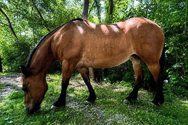 field-morgan-horse