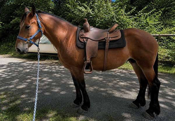 level-headed-morgan-horse