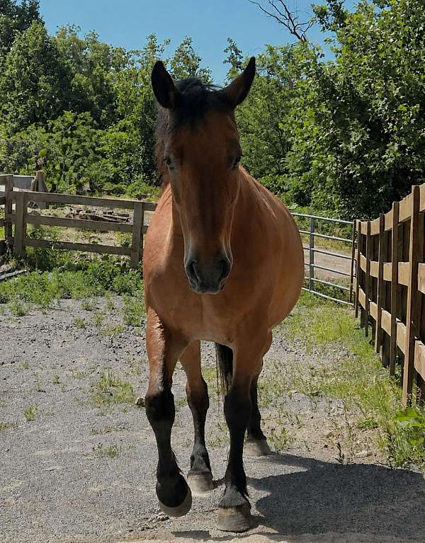 new-home-morgan-horse