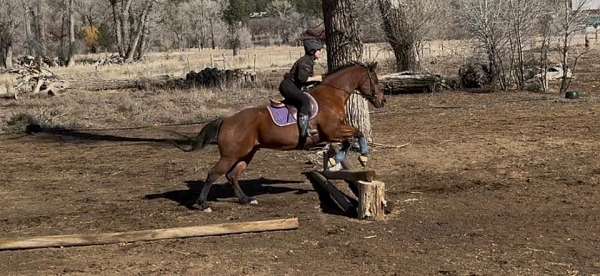 aqha-quarter-horse