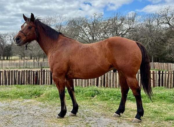 show-horse-quarter